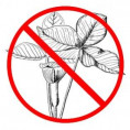 10 самых опасных растений на курортах Краснодарского края, к которым не стоит подходить