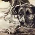 С сентября на Кубани запретят прикармливать бездомных животных