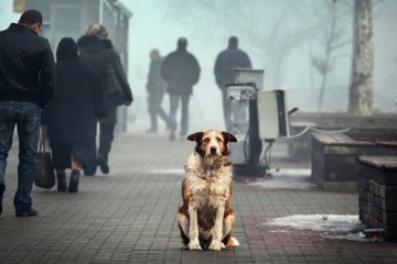 В Госдуме резко отреагировали на идею убивать бродячих животных