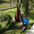 Обработка кустарников, пальм, деревьев от вредителей.